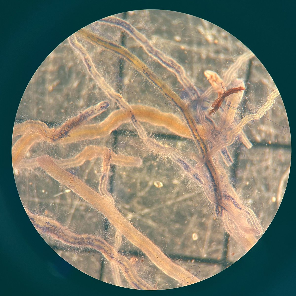 LeeMai0208's tweet photo. When you love what you are doing, never hesitate to speak out loud. #plantscience #microscopy #mycorrhizal #rootcolonization https://t.co/cN2cdmjInp