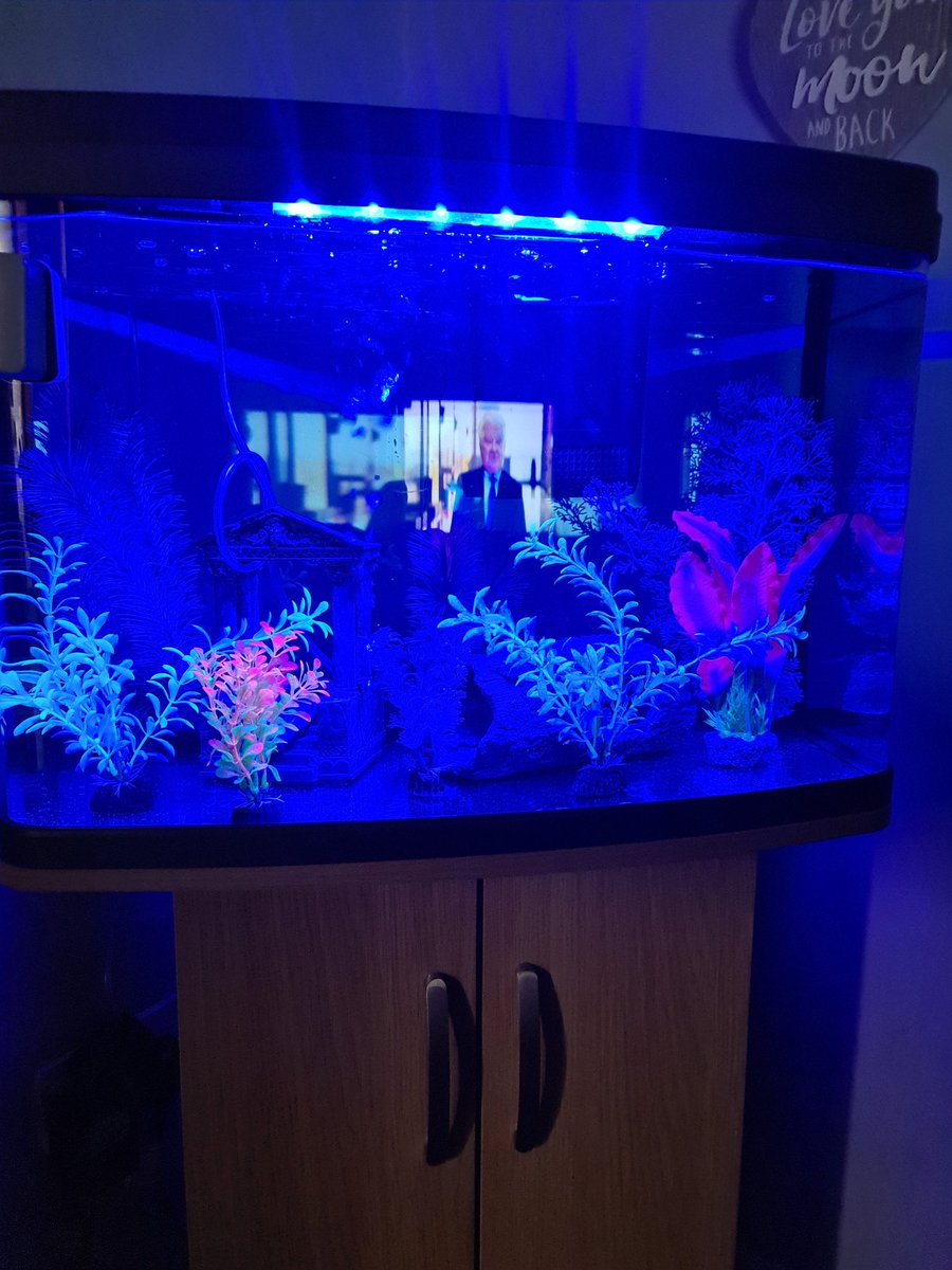 MrMAGIC72014978's tweet image. Mommy has got us a big bright new Fishy House and da fishys 🐟 are quiet happy and content swimming about and mommy has put a unit next to it so I can sit and watch da fishys 🐠🐡and frogs 🐸 🐸(we have FROGS 🐸 😹) #FishTanks #FishTankLife #Aquatics