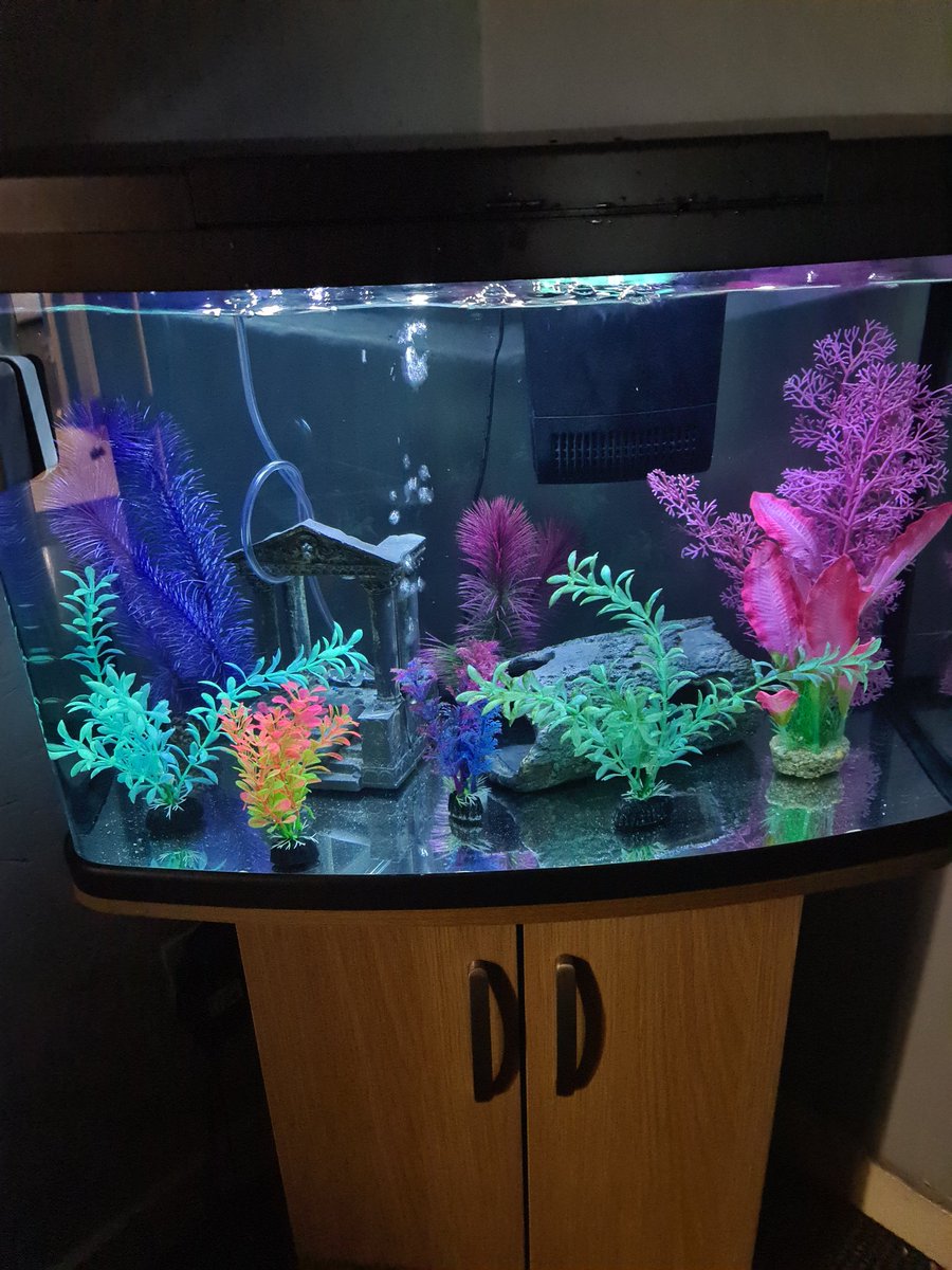 MrMAGIC72014978's tweet image. Mommy has got us a big bright new Fishy House and da fishys 🐟 are quiet happy and content swimming about and mommy has put a unit next to it so I can sit and watch da fishys 🐠🐡and frogs 🐸 🐸(we have FROGS 🐸 😹) #FishTanks #FishTankLife #Aquatics