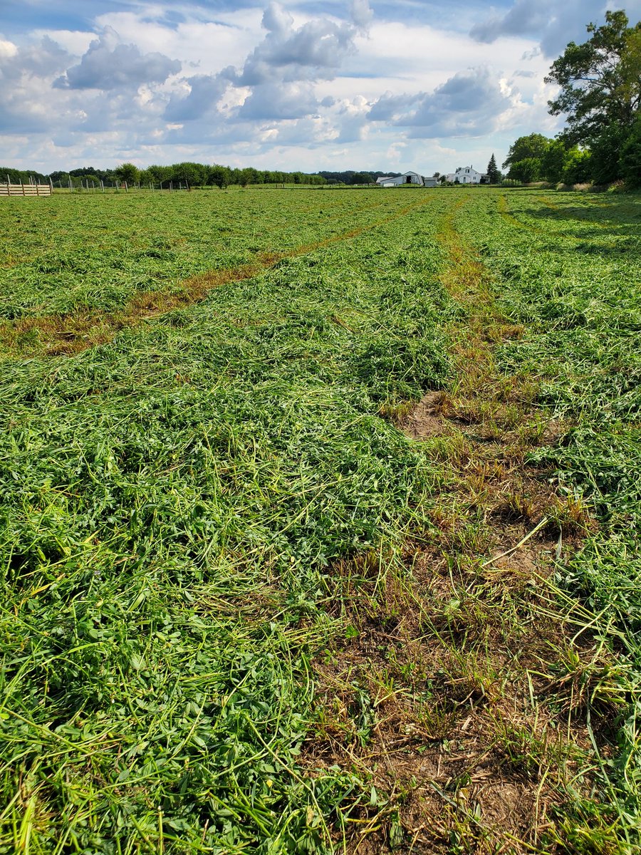 jeff_volkert's tweet photo. Making feed with Enduro 420 HD Alfalfa and Devour Orchardgrass. #CISCOFORAGE #CISCOSEEDS #ENDUROALFALFA @CiscoFarmSeed https://t.co/wZ9SyGGdGy