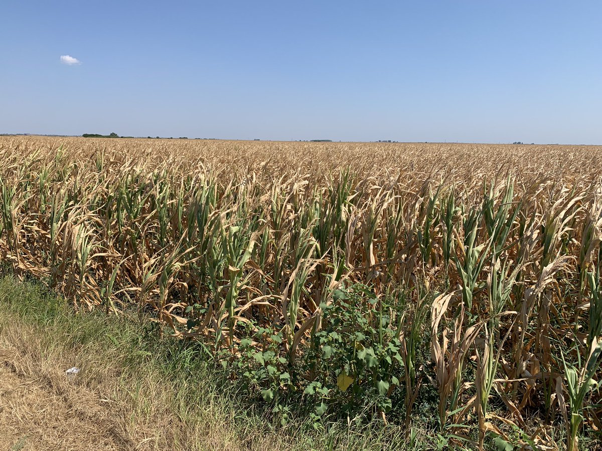 Slik ser tørken i #Europa ut på nært hold. Tragisk nok er dette situasjonen for jordbruksområder i mange land. Som igjen påvirker folk og økonomi. Dette ødelegger livsgrunnlaget for millioner🥲 mine 📷 fra #Serbia i dag: tom mais, svidde solsikker så langt man kan se.