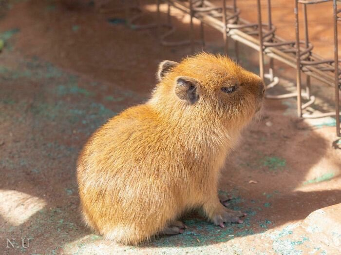 he´s sad because you don't like him :(