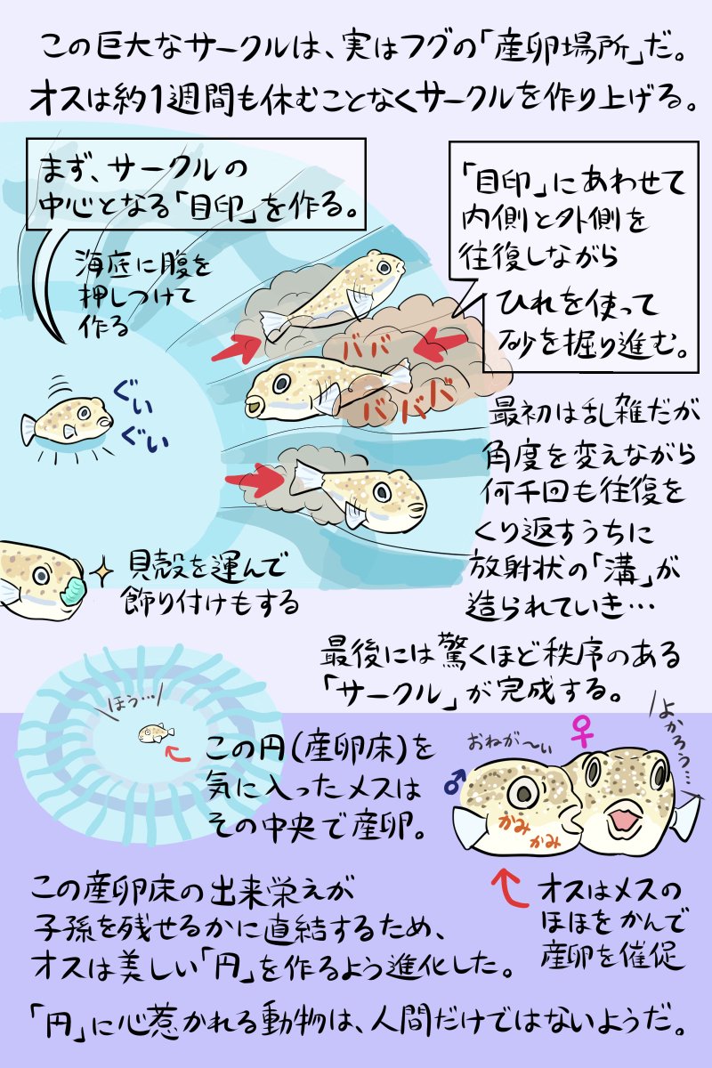 →図解「動物界の円」後編です。海底に現れたミステリーな「サークル」の正体とは?(4~6p/全6p) 