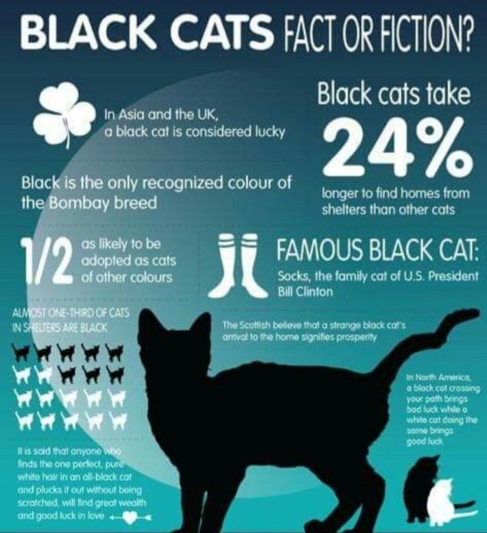Gladstone 🇺🇦 on Twitter "The facts about black cats BlackCatAppreciationDay 🐈‍⬛🐈‍⬛🐈‍⬛🐈‍⬛🐈‍⬛🐈‍⬛