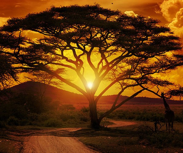 luxurytravel's tweet photo. Safari destinations currently open to tourists - A Luxury Travel Blog https://t.co/XnzmFGyfa5 #luxurytravel https://t.co/sMHst0qJKV