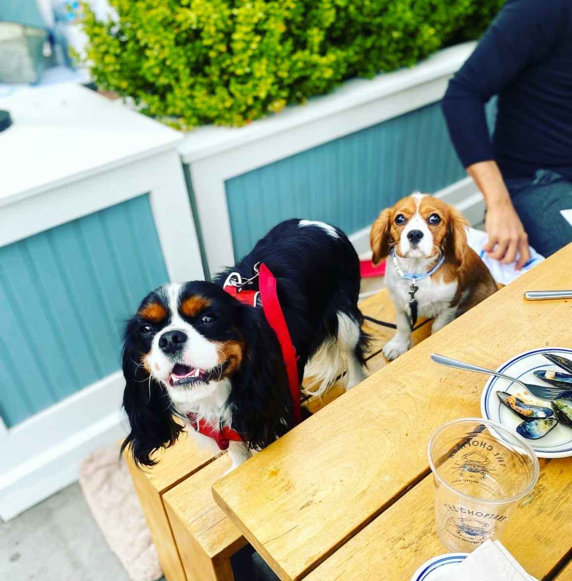 We are so excited to see all you good boys and good girls at Yappy House tonight! See you from 4 pm - 7 pm 🍻