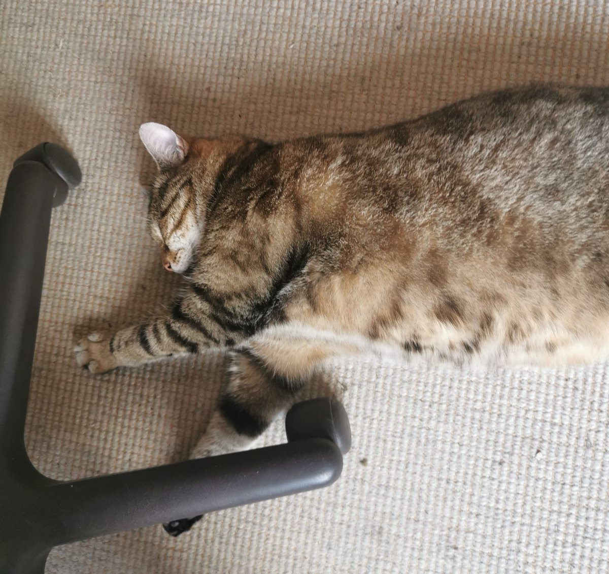 jotunemo's tweet photo. the #lokitty strikes again @FeatherFiction https://t.co/o248Gcu3NF