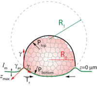 PhysRevX's tweet photo. Observations of pressure-driven motion of cells reveal a novel type of cell migration and cooperation between cellular- and tissue-level forces, with implications for cancer cell movement and early organism development. Read https://t.co/rjTLd4g47E #PRXjustpublished #openaccess https://t.co/JIRrSsFvGi