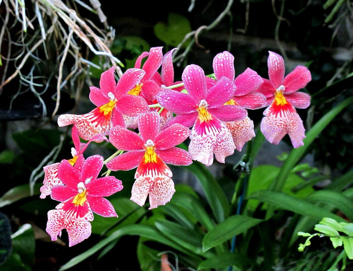roykelley's tweet photo. Orchids, Nelly Isler, Swiss Beauty, Oncidopsis, Lewis Ginter Botanical Garden, Richmond, Virginia USA USA IMG 0945
Canon PowerShot G11 Camera
Photograph by Roy Kelley
Roy and Dolores Kelley Photographs
#Orchids #Flowers #FlowerPhotography #Gardens #LewisGinter https://t.co/gFCifwImGx
