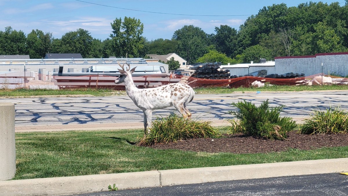JillMaee's tweet photo. @ScottSabolFOX8 spotted in North Olmsted! https://t.co/OYvptxm4rP