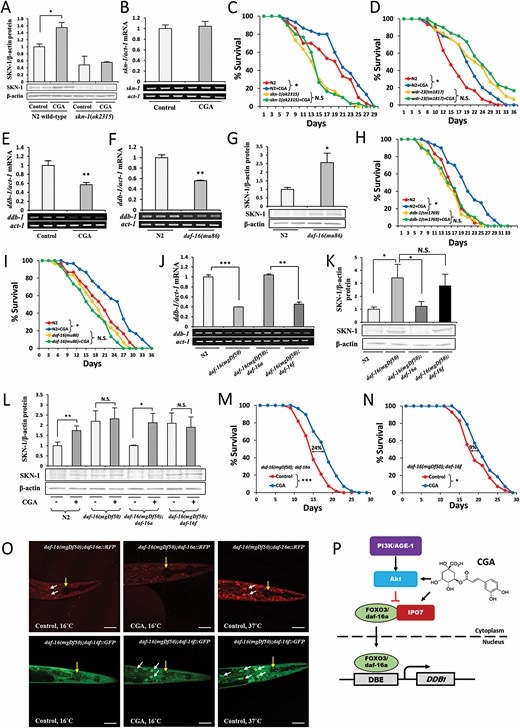 agingdoc1's tweet photo. “Chlorogenic acid (CGA) is the most abundant polyphenol in coffee. It has been widely reported to exhibit antioxidant activity by activating nuclear factor erythroid 2-related factor 2 (Nrf2) potentially via the canonical Kelch-like-ECH-associated protein 1 (Keap1)-Nrf2 pathway.” https://t.co/zR7AzwDXPM
