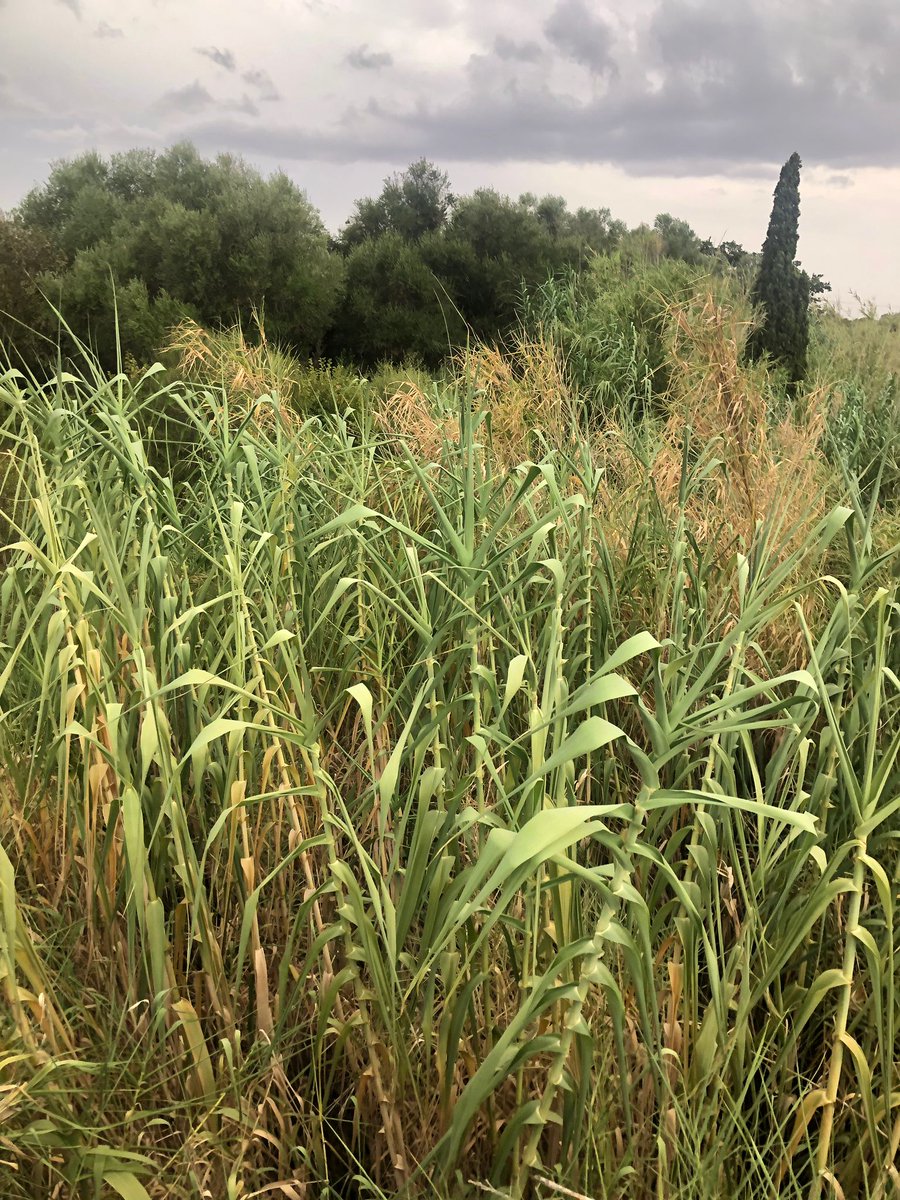 PPdeSelva's tweet photo. Sabem que plourà fort com cada tardor. Que fa falta per fer els torrents nets? En caure una barrumbada tendrem els torrents tan #desbordats com un Govern incapaç d'anticipar-se a res, per molt que passi cada any. https://t.co/i5ZOlj4e1f