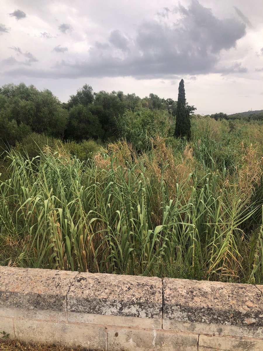 PPdeSelva's tweet photo. Sabem que plourà fort com cada tardor. Que fa falta per fer els torrents nets? En caure una barrumbada tendrem els torrents tan #desbordats com un Govern incapaç d'anticipar-se a res, per molt que passi cada any. https://t.co/i5ZOlj4e1f