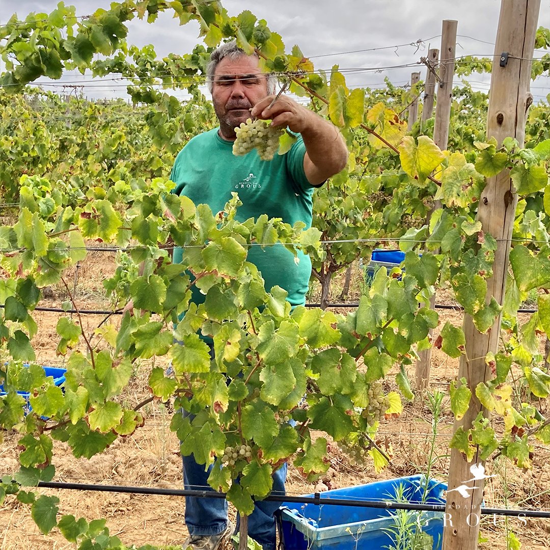 Today we harvested Alvarinho grape variety. This variety will be part of the Herdade dos Grous Reserva White blend, contributing with a fruity aroma and good acidity.