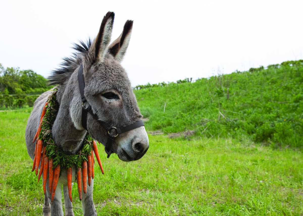 The North American Premiere of director Jerzy Skolimowski’s gripping new drama EO, follows a sentient donkey as it experiences the best and worst that mankind has to offer. Starring Sandra Drzymalska and Lorenzo Zurzolo. #TIFF22 bit.ly/3CbZ8lO