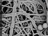 Metal Coating of a Face Mask for Enhanced SEM Imaging - lambdaphoto.co.uk/news/2022/08/1…