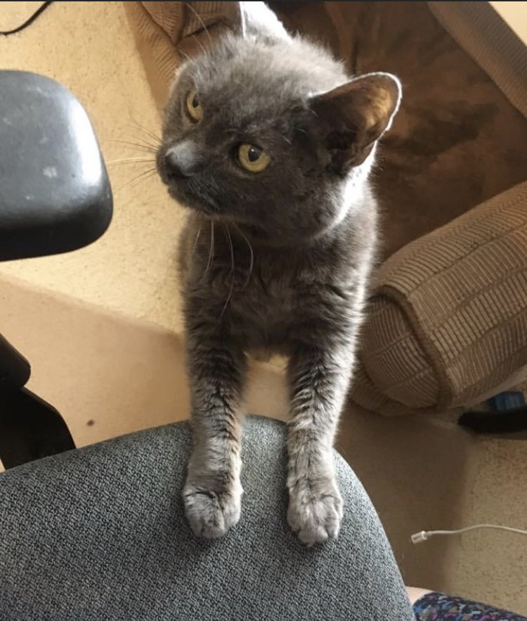 BeverlyOShea's tweet photo. Should Your Pets Be In Your Will? https://t.co/h5n7UtmaMZ. (In which I find a way to mention Pookie, the loaner cat I still miss) https://t.co/mvsq6GXqNH