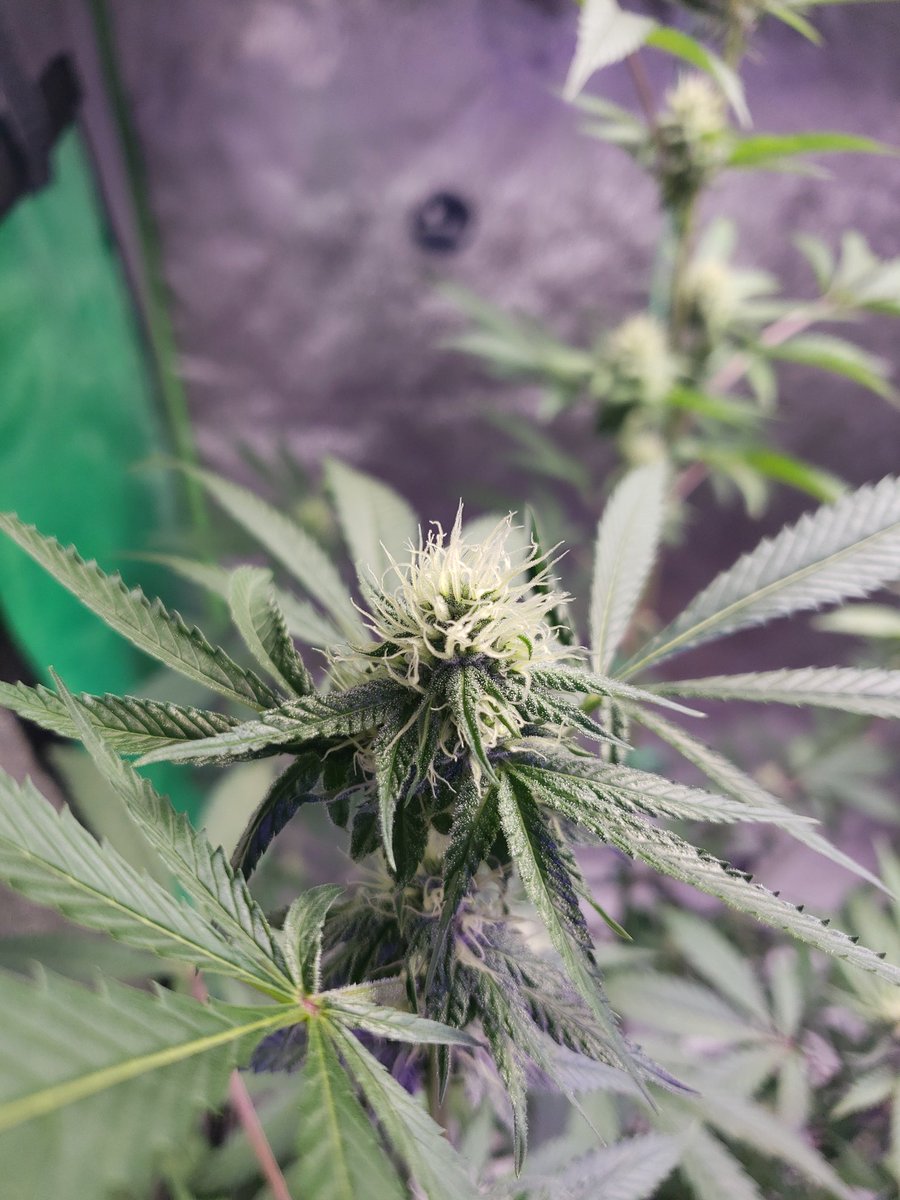 ThaGromie's tweet photo. My UFS-3000 from @UNITFARM_led continues to help my plants grow. Many bud sites on this one #Mmemberville #growyourown #cannabis #IRVINEARMY #LETSGROW #UNITFARMLED https://t.co/WczMtA3kLR