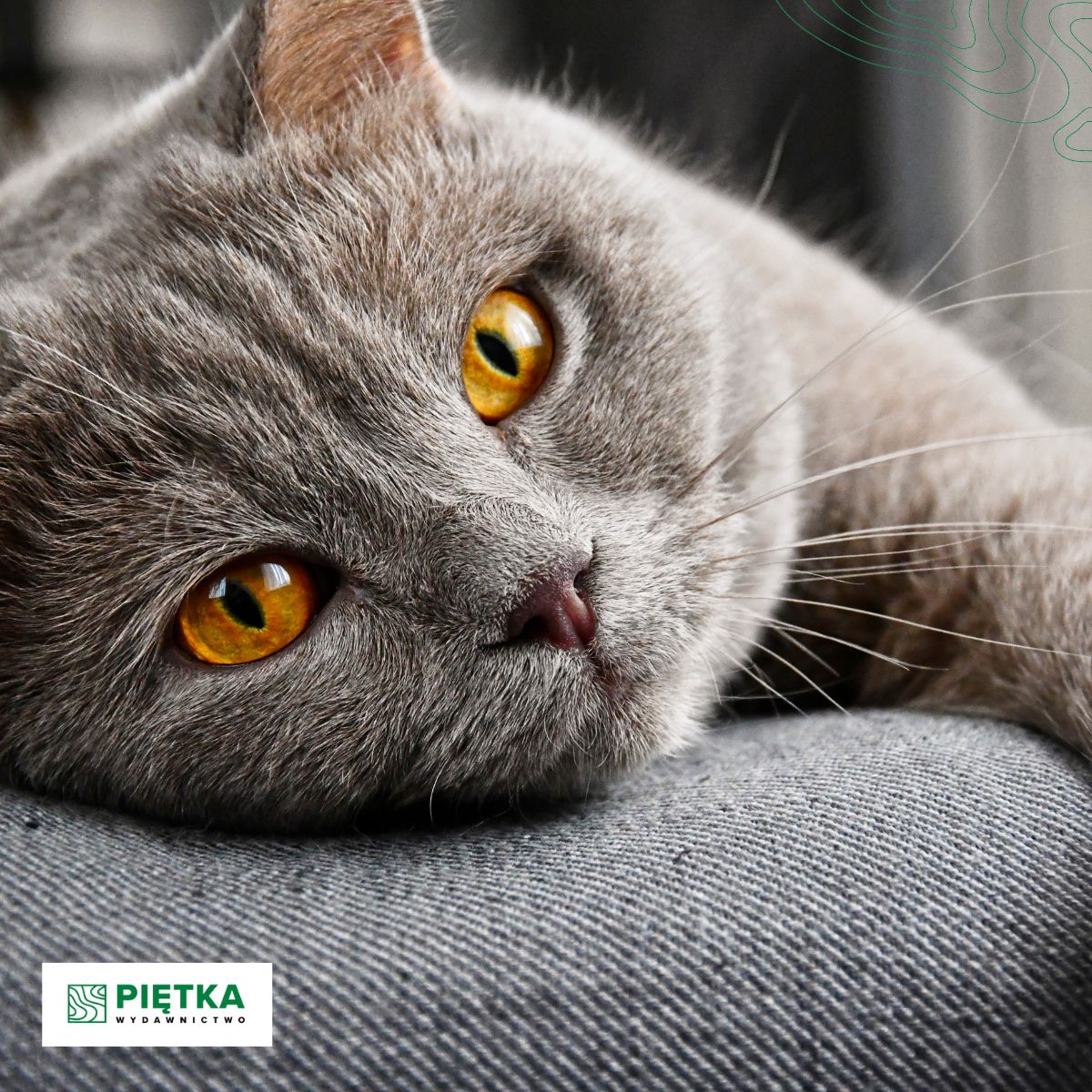 mapycompl's tweet photo. Czy wiesz, że #koty 🐈⬛🐈 🐈⬛🐈🐈⬛
z łatwością można od siebie odróżnić za pomocą „odcisku palca”?
Za taki odcisk służy u kotowatych nos, który jest tak unikalny i niepowtarzalny, jak #odcisk #palca u człowieka 🧐☺
#ciekawostka #zwierzęta #CatsOfTwitter https://t.co/8yllAC8ORk