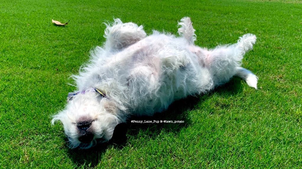 lawn_potato's tweet image. Frens, wanna get featured by showing off your lawn potato skillz? Just @lawn_potato and use #lawnpotato and I’ll show off your skillz to da world! ❤️🌱🥔