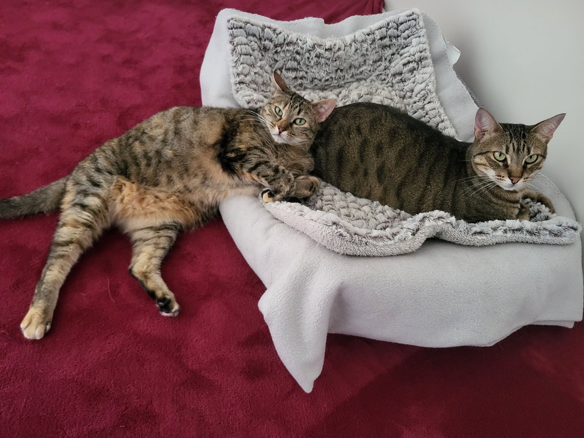 DasC_Team's tweet photo. Nun ja... Wenn es bequem ist... 🤷🏻‍♀️🤓🤭🥰

Coco und Cash 💕 https://t.co/7LqCEG03mf