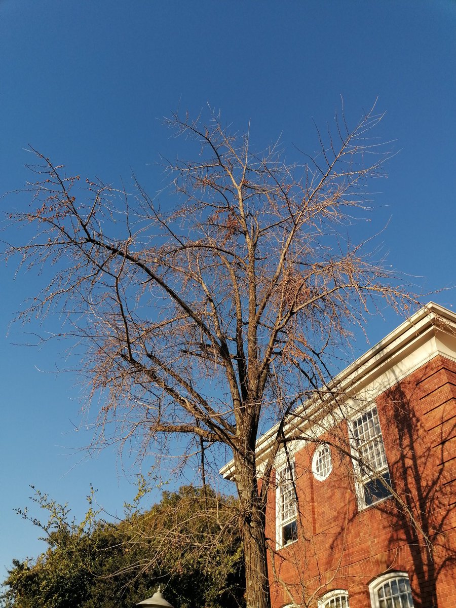 Ginkgo biloba, another living fossil