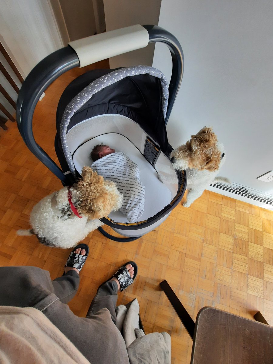 SWirefox's tweet image. We need to make sur baby Violette is ok !! 👶🐕🐶