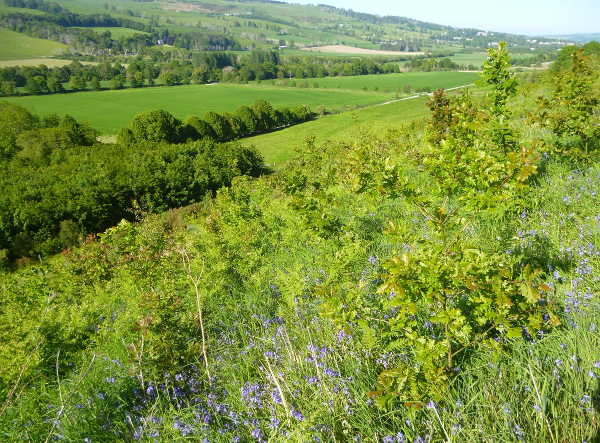 LockettRichard's tweet photo. Come and join us on Knockbain Farm, Dingwall for a chat about trees. 31st August.
We'll blether about how the farm was pretty bleak in 1970, how we've tried to improve things since (including mistakes / slight disasters) and exciting new plans. 
Register➡️https://t.co/Zsxr82b34h https://t.co/KdYtuyx9op