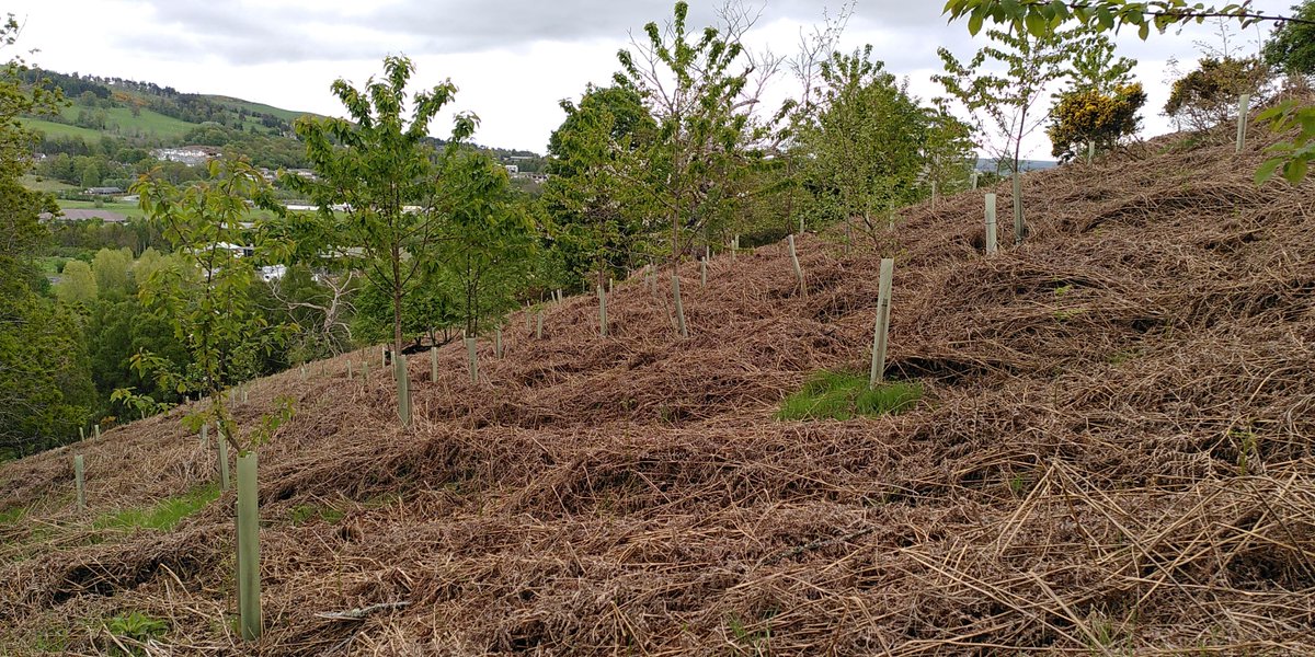 LockettRichard's tweet photo. Come and join us on Knockbain Farm, Dingwall for a chat about trees. 31st August.
We'll blether about how the farm was pretty bleak in 1970, how we've tried to improve things since (including mistakes / slight disasters) and exciting new plans. 
Register➡️https://t.co/Zsxr82b34h https://t.co/KdYtuyx9op