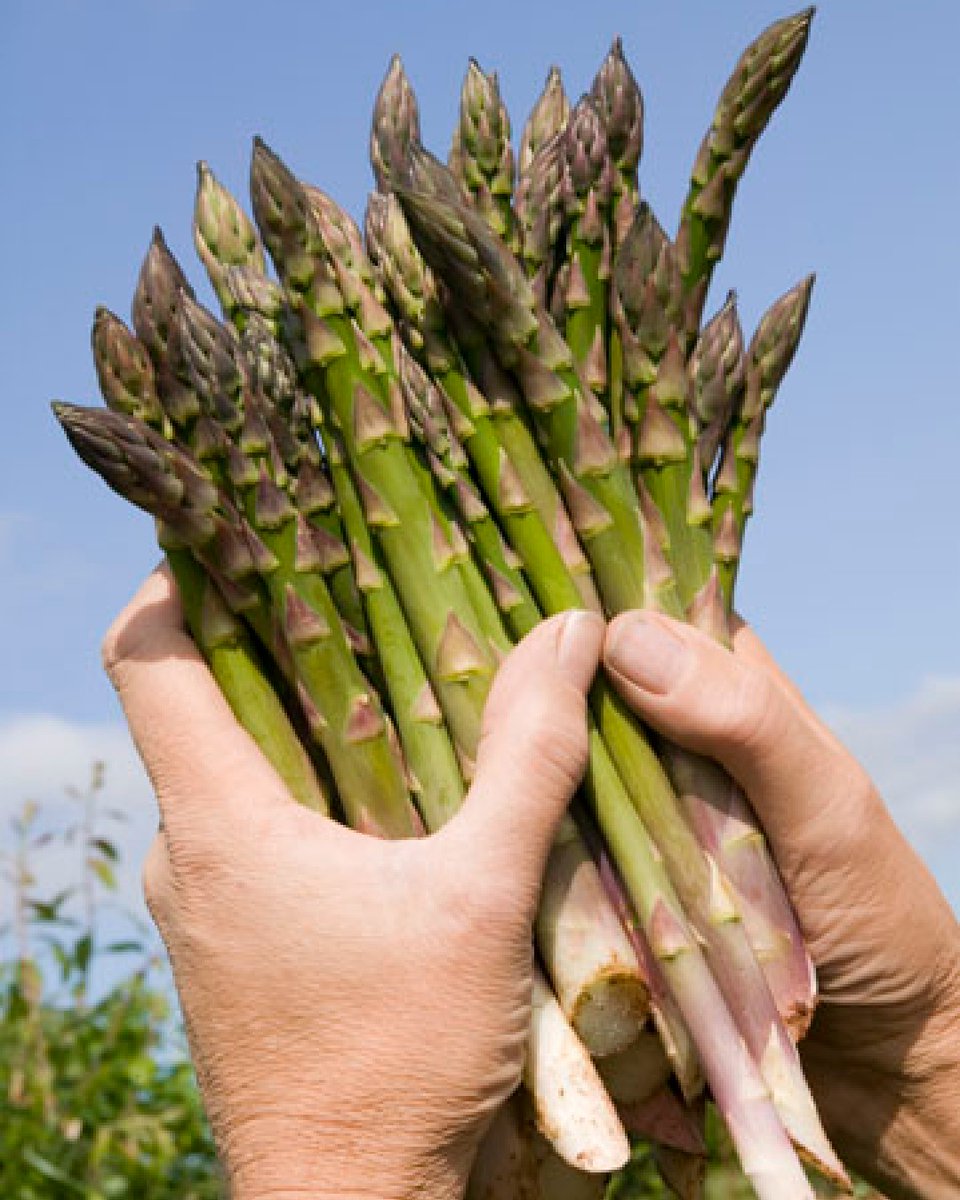 EnjoyAsparagus's tweet photo. Asparagus is full of vitamins!

One of these - vitamin K - is essential for healthy blood clotting and helps blood flow in your body.

Just another reason so stock up the fridge with this delicious vegetable. https://t.co/gggpKvLhtq