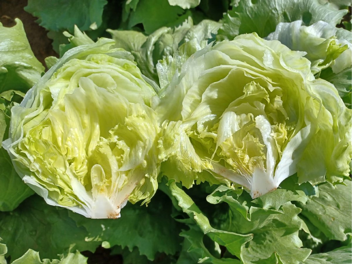 StollerEurope's tweet photo. 🥬Thanks to the #StollerSolutions we have managed to reduce the damage caused by Tip-burn, improve the translocation of calcium, as well as the caliber, weight, and firmness of the pieces.
🔹 Contact us to evaluate your crop: https://t.co/9Ts5IIDSFO https://t.co/oTJRpVP8V4