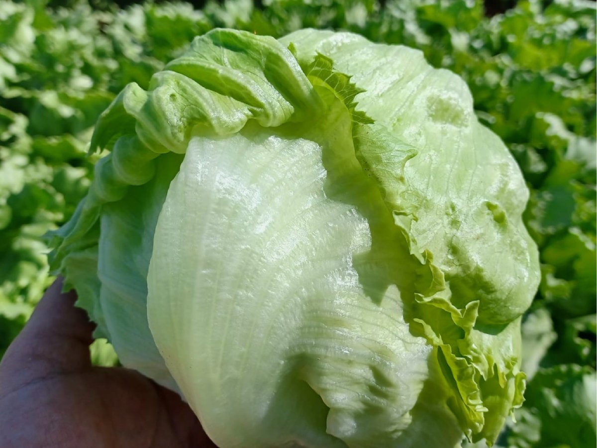 StollerEurope's tweet photo. 🥬Thanks to the #StollerSolutions we have managed to reduce the damage caused by Tip-burn, improve the translocation of calcium, as well as the caliber, weight, and firmness of the pieces.
🔹 Contact us to evaluate your crop: https://t.co/9Ts5IIDSFO https://t.co/oTJRpVP8V4