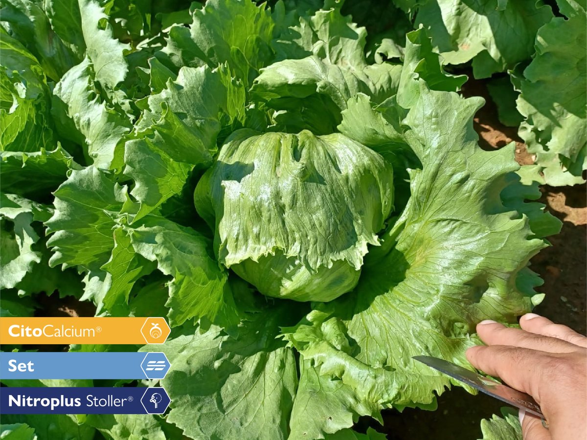 StollerEurope's tweet photo. 🥬Thanks to the #StollerSolutions we have managed to reduce the damage caused by Tip-burn, improve the translocation of calcium, as well as the caliber, weight, and firmness of the pieces.
🔹 Contact us to evaluate your crop: https://t.co/9Ts5IIDSFO https://t.co/oTJRpVP8V4