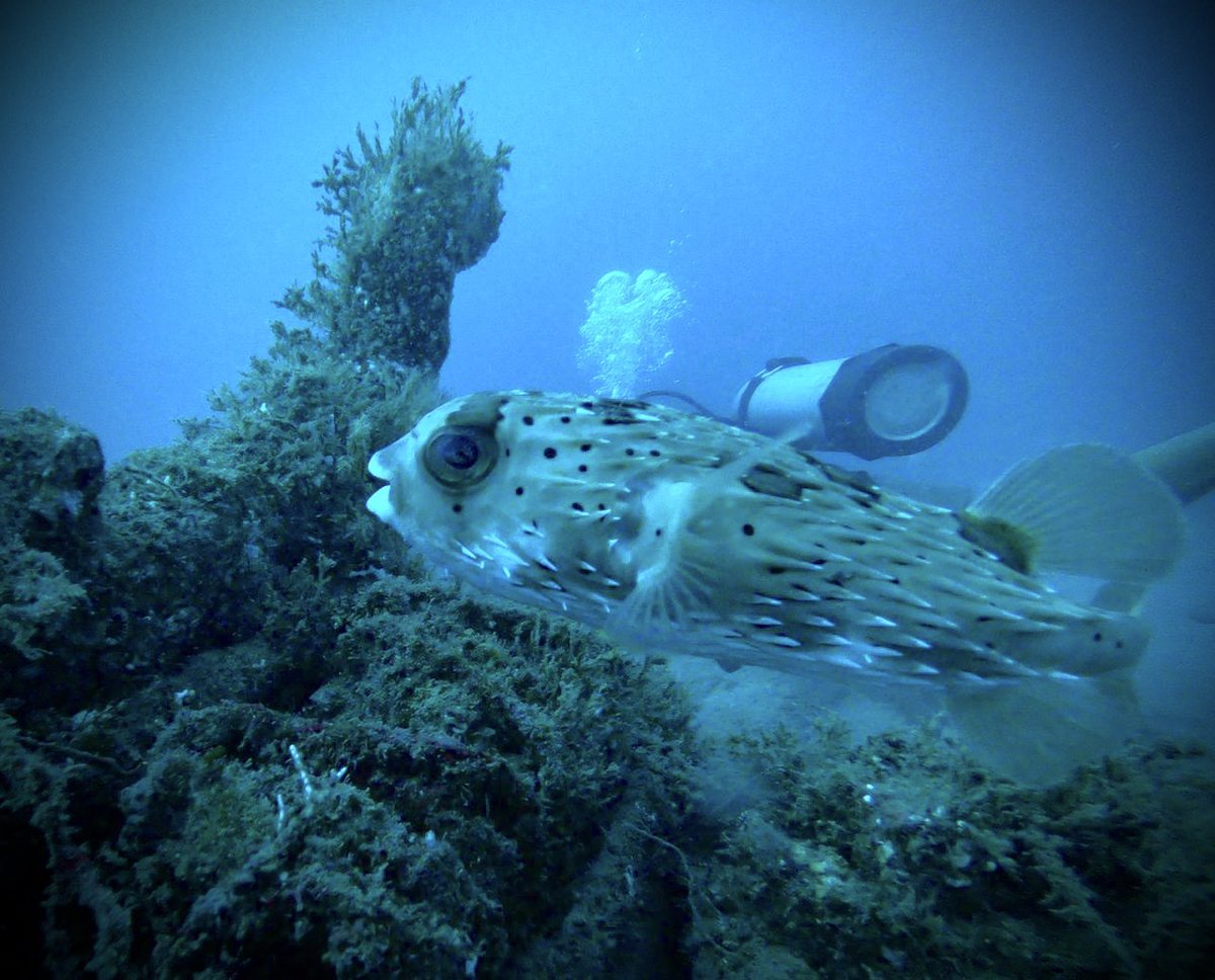 BanderasScuba's tweet photo. Fun picture, who is the diver here? 
Princesa Vallarta shipwreck area.
Credit Brent Lane
August 2022.
#BanderasScuba #Banderasscubarepublic #PVScuba #PADI #PVPADI #PADI5star #ScubaVallarta #pvscubadiving #PuertoVallarta
#BuceoPuertoVallarta
#divepv #lovenature #visitpv #PADIPV https://t.co/FmyQcArudy