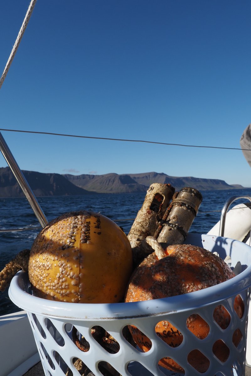 Whale Wise tweet media