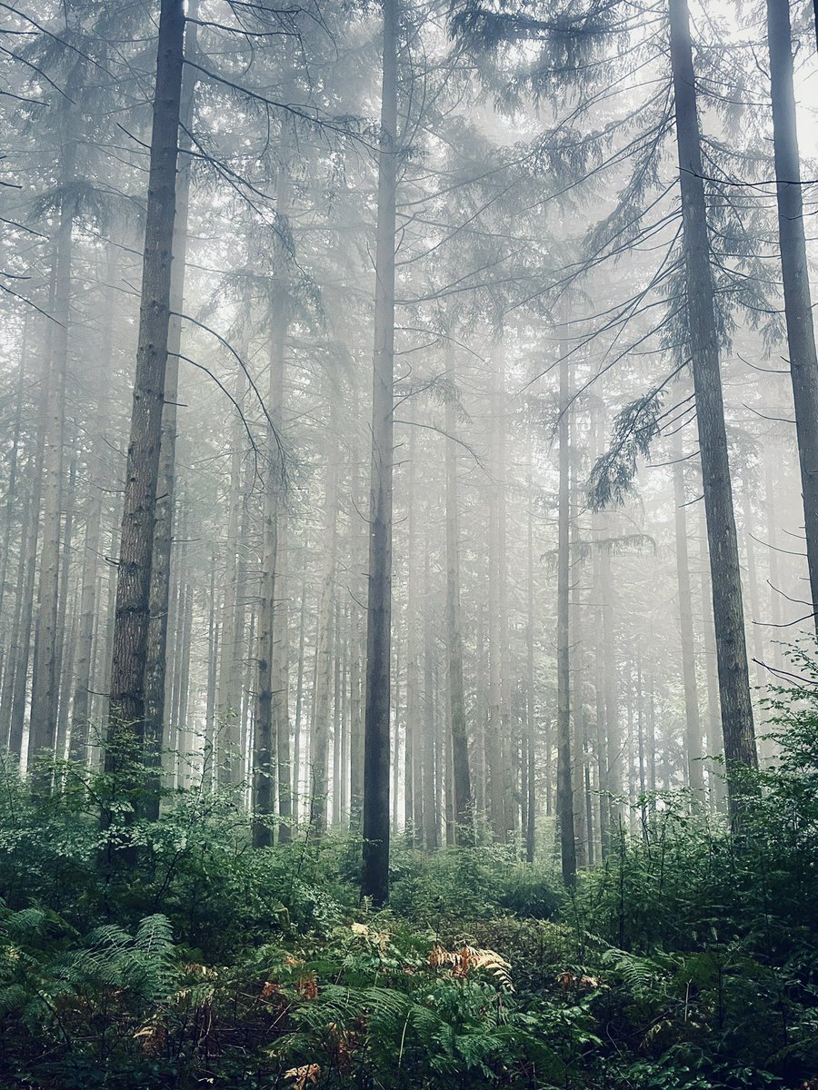 choup_choup's tweet photo. Foggy morning…

#photooftheday #photographer #photographie #landscape #NaturePhotography #nature #brume https://t.co/zzeRxQQDCP