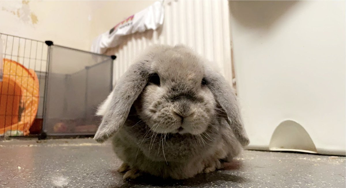StaitTasha's tweet photo. Sleep tight furry baby 💔 only got to enjoy two years but them two years were full of memories. Will miss you so so so much 💔😞 https://t.co/cffAGwD9Ws