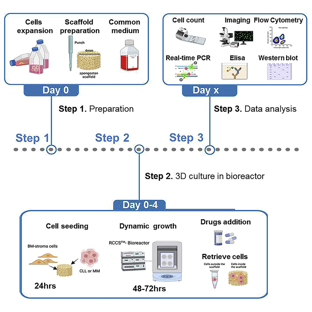 STAR Protocols (@starprotocols) on Twitter photo Check out this #protocol by Dr Cristina Scielzo <a href="/ScielzoC/">Cristina Scielzo LAB</a> for the generation of 3D #bonemarrow #surrogate microenvironment for chronic lymphocytic #leukemia and multiple #myeloma: star-protocols.cell.com/protocols/1888
👉Can efficiently recapitulate tumor-stroma crosstalk
👉Allows drug testing Check out this #protocol by Dr Cristina Scielzo <a href="/ScielzoC/">Cristina Scielzo LAB</a> for the generation of 3D #bonemarrow #surrogate microenvironment for chronic lymphocytic #leukemia and multiple #myeloma: star-protocols.cell.com/protocols/1888
👉Can efficiently recapitulate tumor-stroma crosstalk
👉Allows drug testing