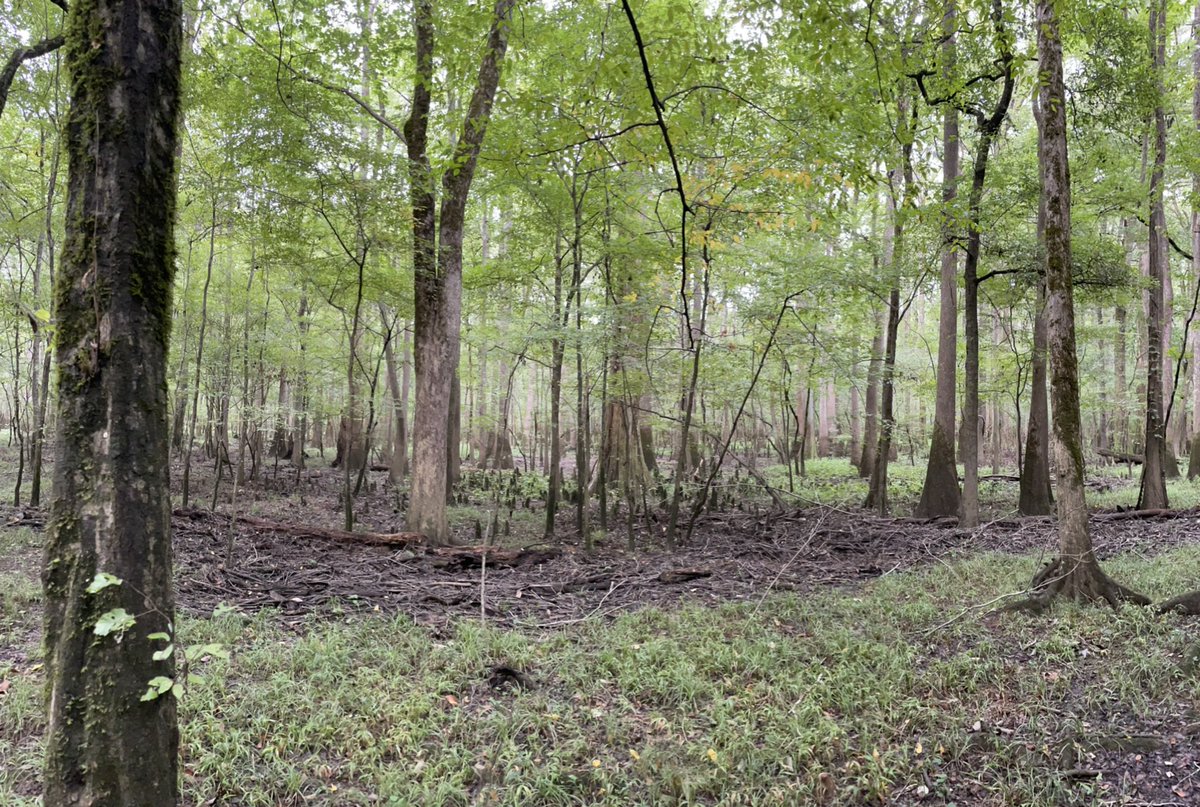 GraceSanvictor5's tweet photo. My new favorite tree…Loblolly..say that 10xs! This #championtree resides in @CongareeNPS do you have a favorite tree? Christmas trees count.. I plan on asking my @HMSJC students to slow down and appreciate some trees 🌳 this school year @StateForesters https://t.co/tX7mbOOBdP