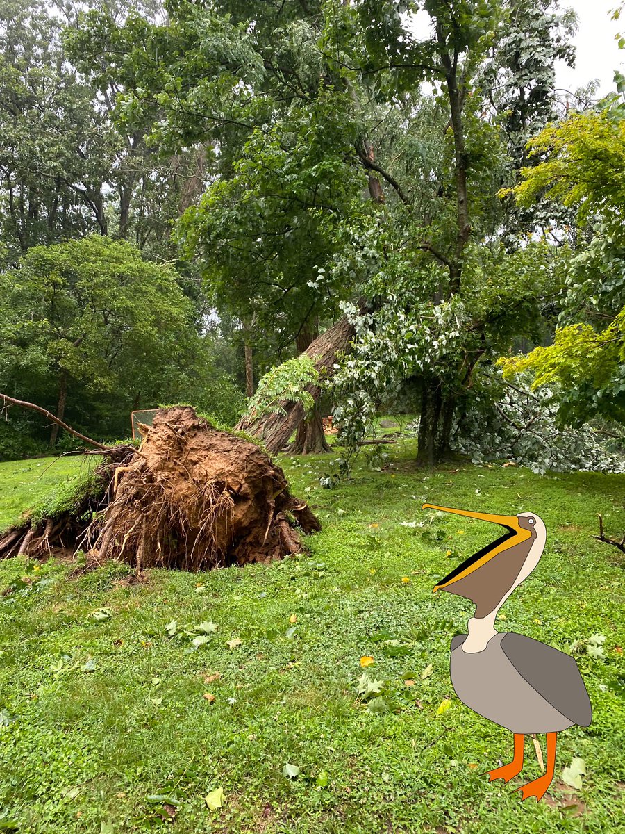 PelicanMgt's tweet photo. I was flying around and noticed a lot downed trees from all the recent storms. It reminded about the proper tree maintenance like how regular pruning is important for the trees health and for keeping them a safe distance from buildings. #trees #propertymanagement #community https://t.co/8pV78qqYYb