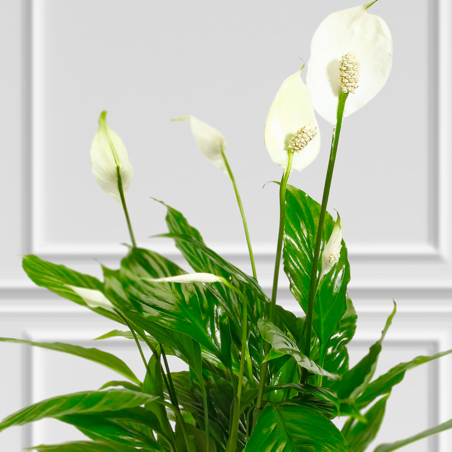 PostaRose's tweet image. Not only is it a pleasure to look at - the Peace Lily has amazing air-purifying qualities that make it one of the UK s most popular house plants.

This ability has even been proven by NASA! 🪐🤩
