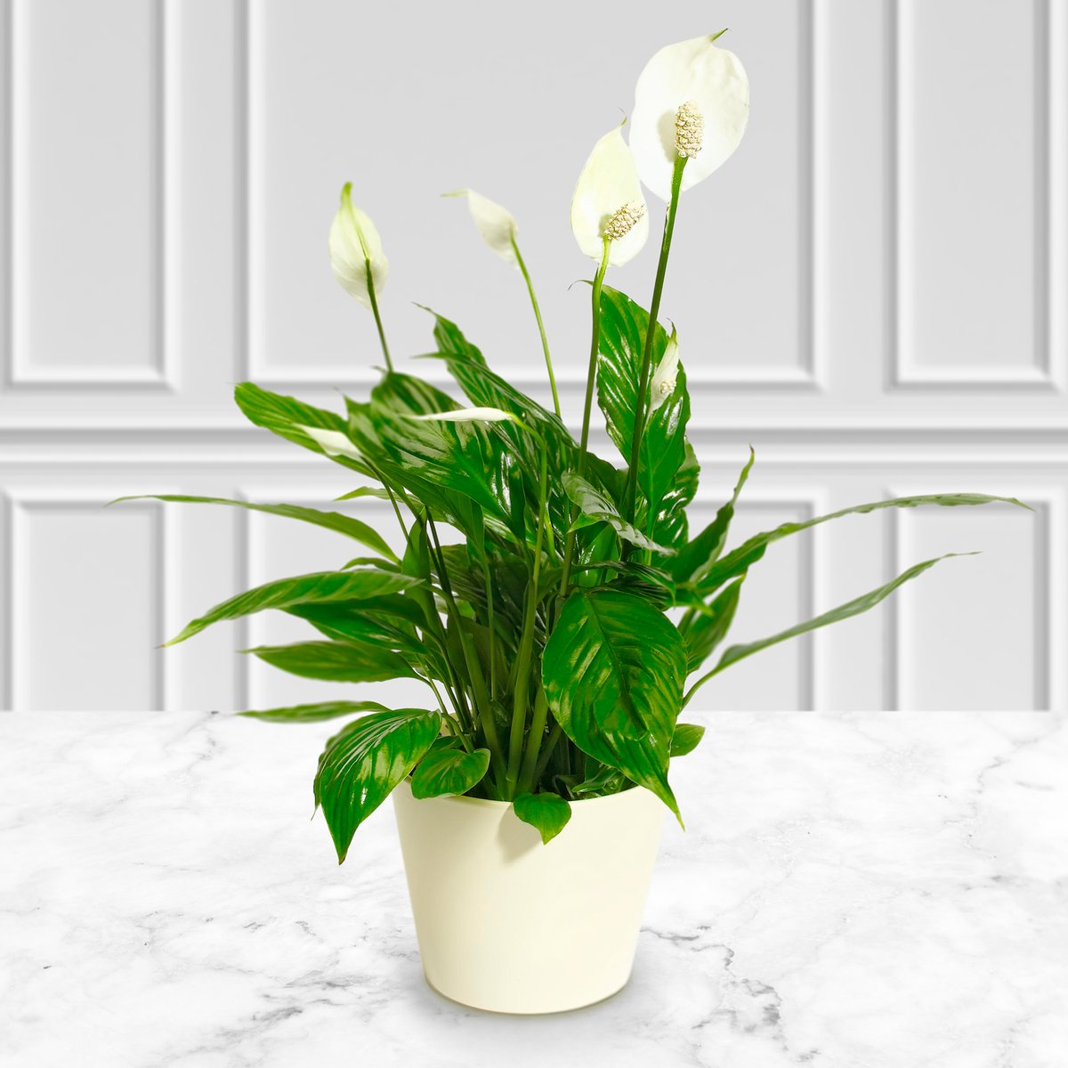 PostaRose's tweet image. Not only is it a pleasure to look at - the Peace Lily has amazing air-purifying qualities that make it one of the UK s most popular house plants.

This ability has even been proven by NASA! 🪐🤩
