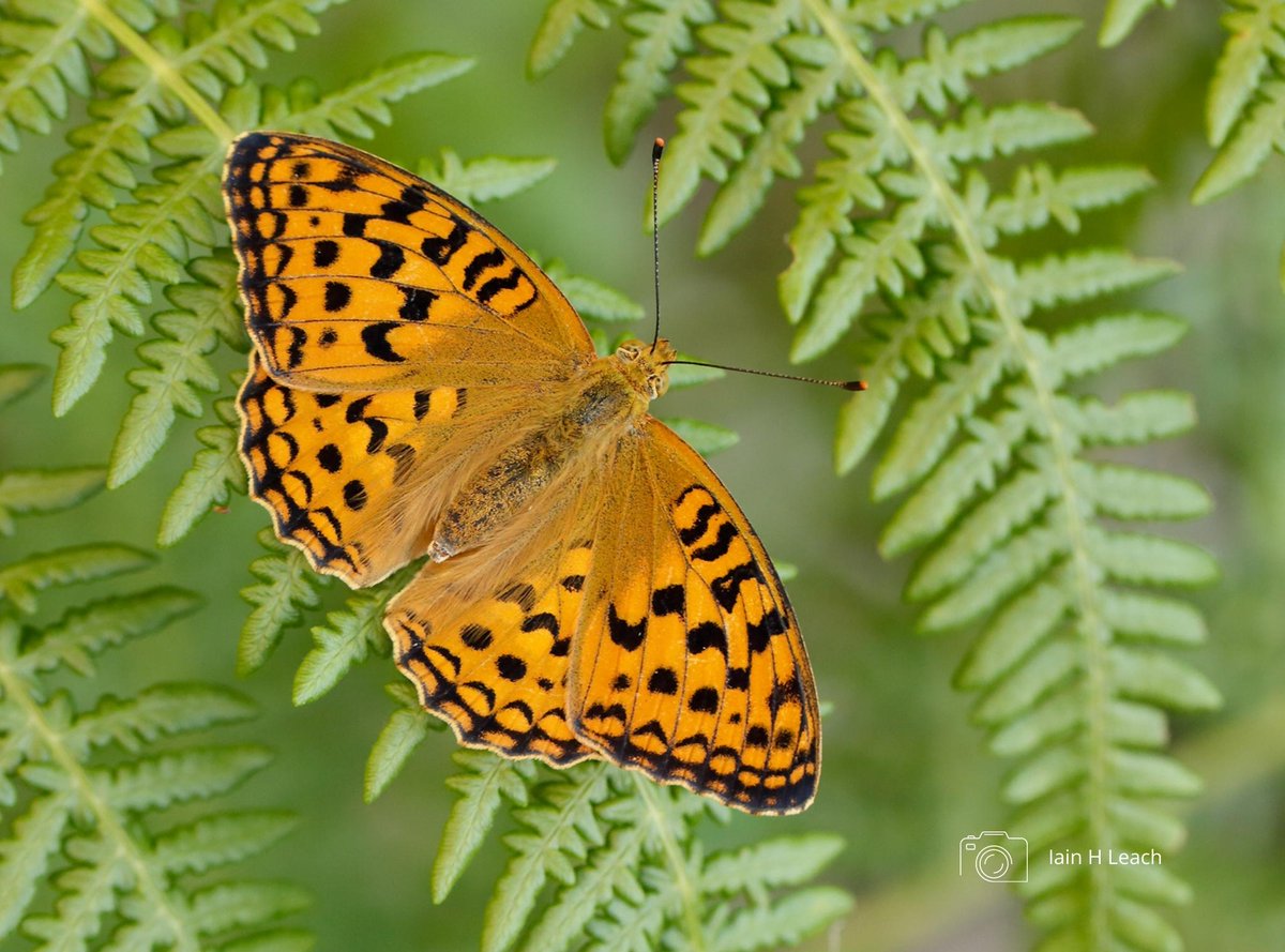 Good news for the High Brown Fritillary on <a href="/dartmoornpa/">Dartmoor National Park</a> as annual monitoring shows the species is having an excellent year with strong numbers recorded at known locations as well as sightings at new or historically occupied sites. 📢🦋

Full story 👉 butrfli.es/3c4t9JC