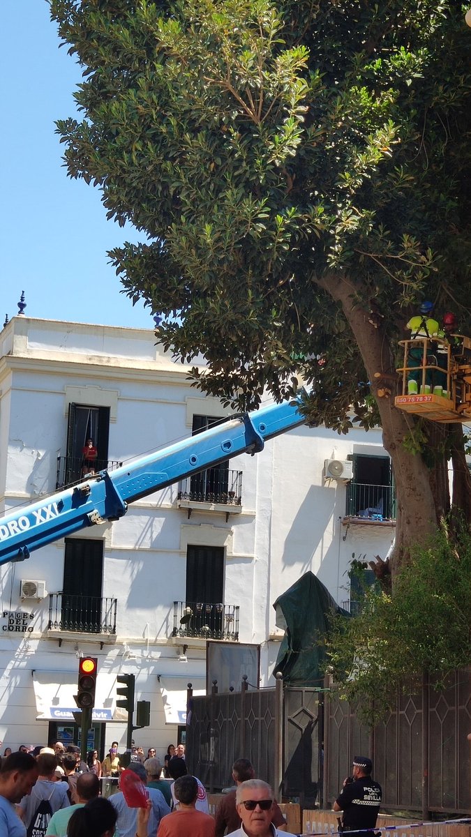 mapastorga's tweet photo. @diariosevilla ...al final lo están talando 😥 https://t.co/19nRMo49Uy