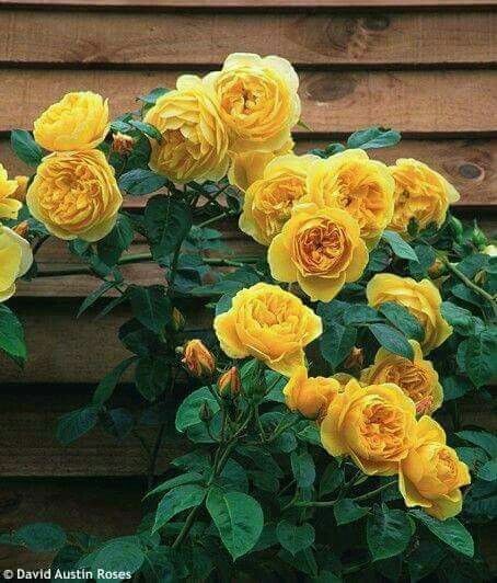 <a href="/AhmadShame22/">Ahmad Al-Shame</a> <a href="/IraqRev/">د:أحمد البابلي</a> <a href="/AhmadShame11/">𝖆𝖍𝖒𝖆𝖉 𝖆𝖑-𝖘𝖍𝖆𝖒𝖊</a> <a href="/mhmdals47400254/">نور القمر</a> <a href="/Ali_Hassan_001/">Ali Hassan</a> @_0M01 <a href="/77sanhan/">اسماعيل السنحاني</a> <a href="/Albasha40835/">Ramab15</a> @fmlr__A <a href="/abutorkey999/">محمد الشويرخ</a> <a href="/Um_Nurrs_/">Üm Nurrs</a> @RHINH12 <a href="/AAA888g/">あやぱん</a> @hazemalyemani مساء السعاده <a href="/AhmadShame22/">Ahmad Al-Shame</a> 
#قروبات_البابلي_للاضافات
 
,  نورتو#قروبات_البابلي_للاضافات