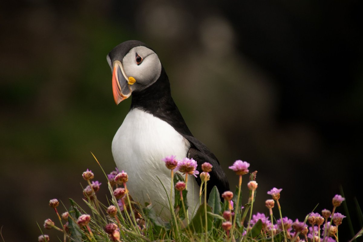 #CorkSeabirds: Posters

Pierre-Paul Bitton: "Atlantic puffins as a model for visual and social communication research"

Pierre-Paul describes how the <a href="/VisEcolMun/">Visual Ecology @MUN</a> lab investigates the social networks of puffins &amp; how the birds could use their bills for individual recognition.