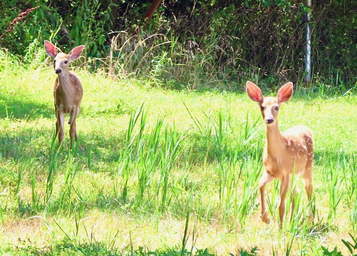 SegrestJen's tweet photo. Different wildlife spotted while hiking. #wildlifephotography #nature #wildanimals #NaturePhotography #wildlifepa #getoutside https://t.co/qdKuZTt7lQ