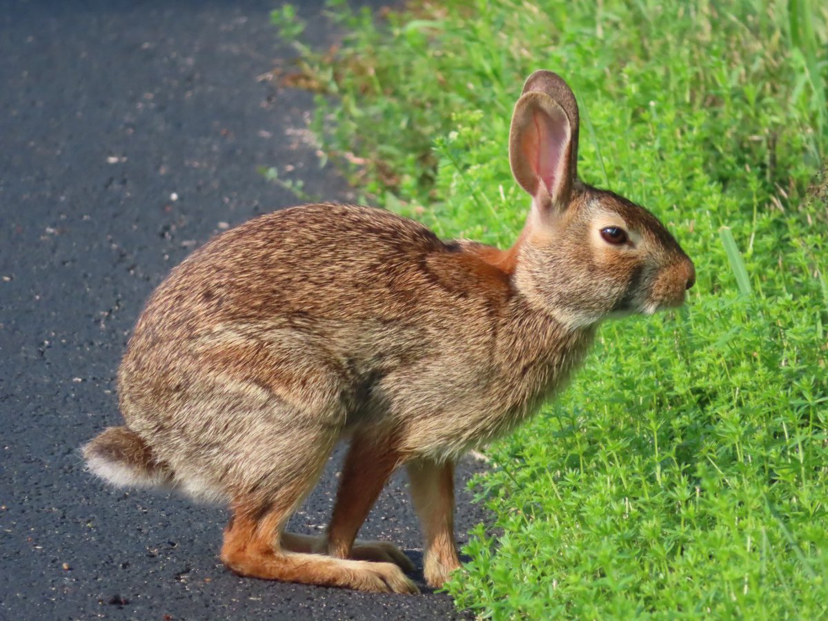 SegrestJen's tweet photo. Different wildlife spotted while hiking. #wildlifephotography #nature #wildanimals #NaturePhotography #wildlifepa #getoutside https://t.co/qdKuZTt7lQ