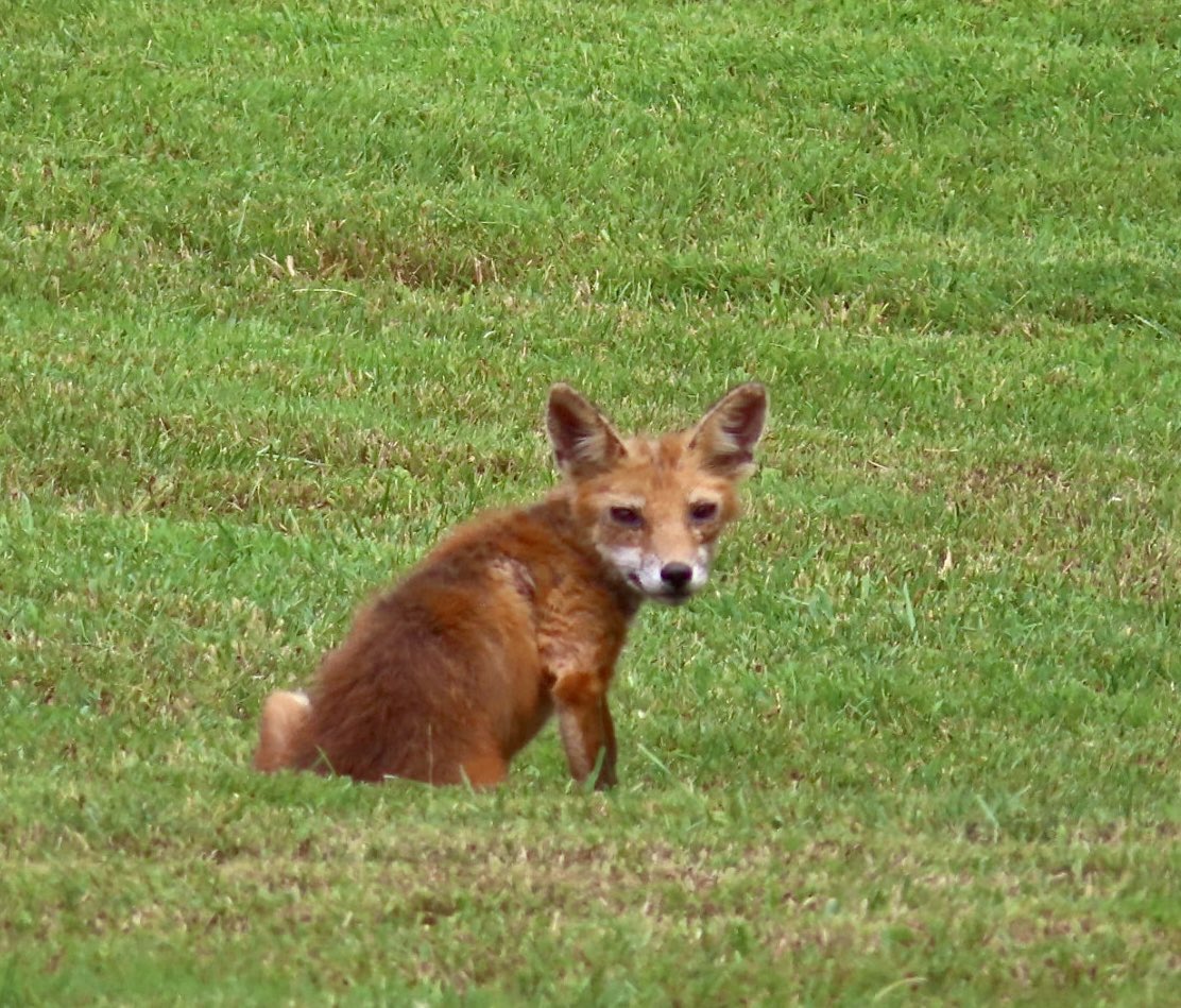 SegrestJen's tweet photo. Different wildlife spotted while hiking. #wildlifephotography #nature #wildanimals #NaturePhotography #wildlifepa #getoutside https://t.co/qdKuZTt7lQ