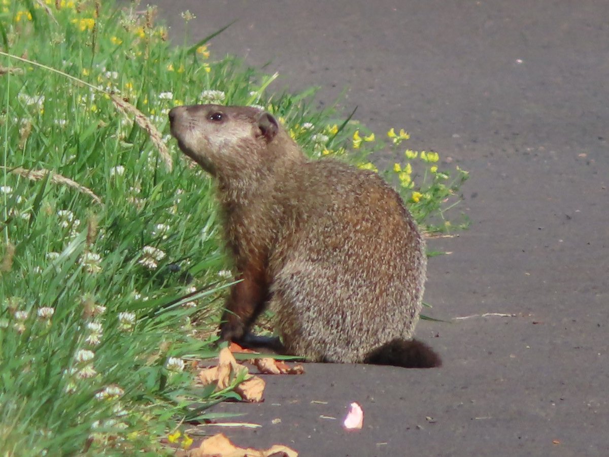 SegrestJen's tweet photo. Different wildlife spotted while hiking. #wildlifephotography #nature #wildanimals #NaturePhotography #wildlifepa #getoutside https://t.co/qdKuZTt7lQ